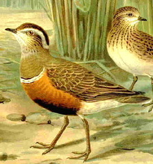 Eurasian Dotterel